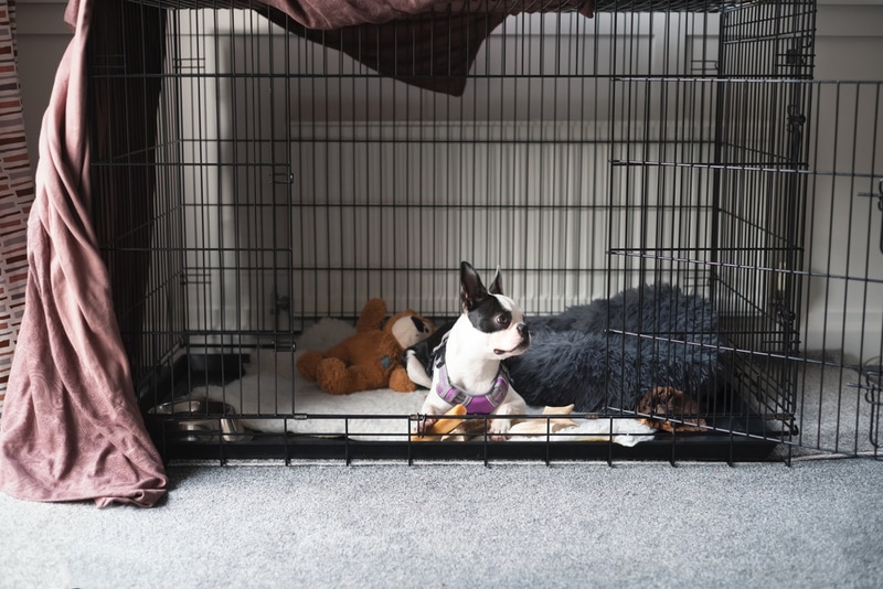What Size Crate Do I Need for a Boston Terrier? Facts & Tips