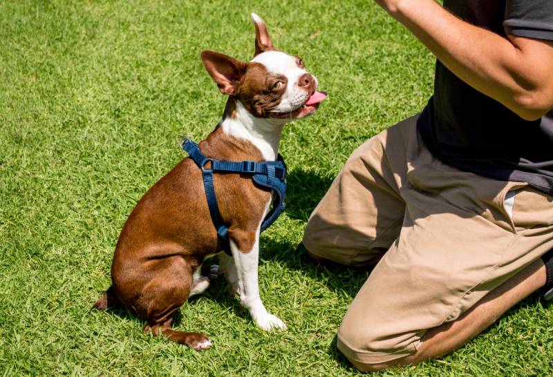 How to Train Your Dog Without Treats: 4 Vet-Approved Tips