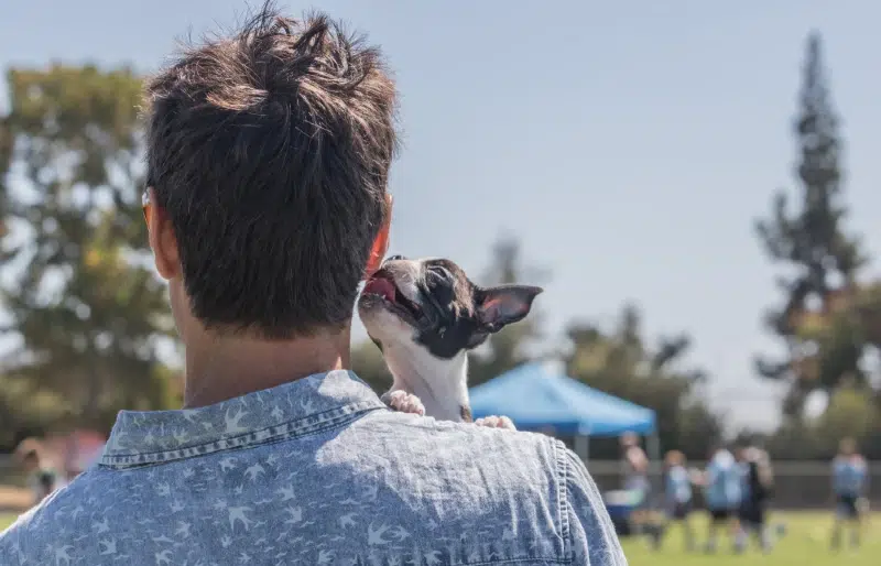 Are Boston Terriers Affectionate? Vet-Reviewed Breed Temperament & Preferences