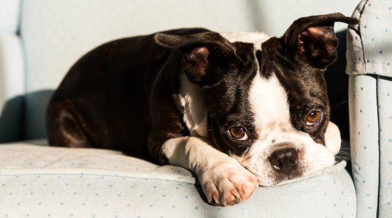 16 Dogs Prone to Cherry Eye: Vet-Reviewed Facts