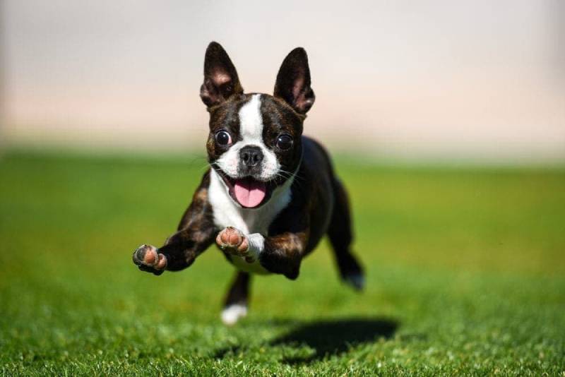 How Fast Can Boston Terriers Run? History, Vet-Reviewed Traits & FAQ
