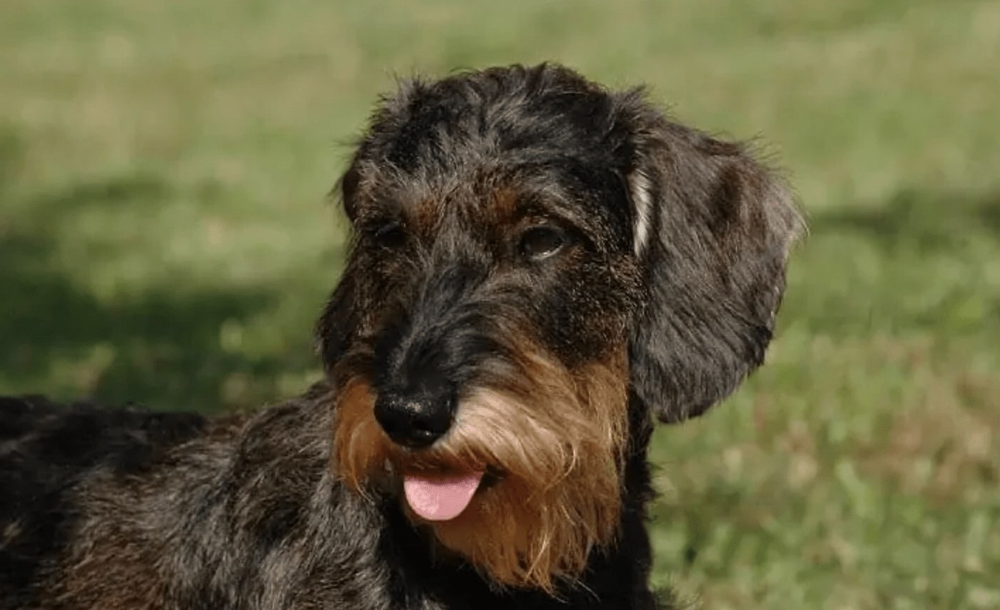 Bowzer (Basset Hound & Mini Schnauzer Mix) Dog Breed: Info, Pictures, Care & Traits