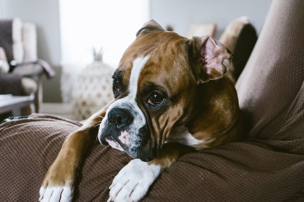 Soft Tissue Sarcoma in Dogs: Treatment, Causes & Prevention (Vet Answer)