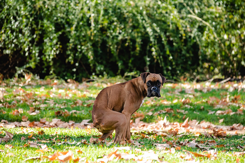 Do Dogs Poop Facing North? Vet-Verified Facts & FAQ