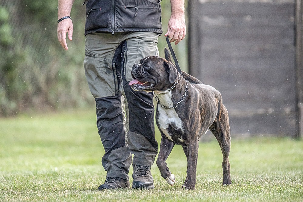 Cadaver Dog Training: Vet-Reviewed Facts, Uses & FAQ