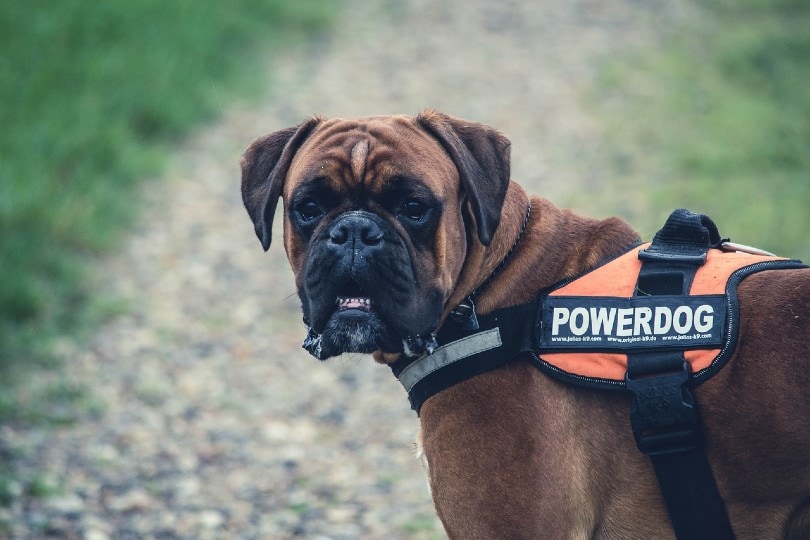 How Long Do Police Dogs Live? Average Lifespan, Vet-Reviewed Data & Care Guide