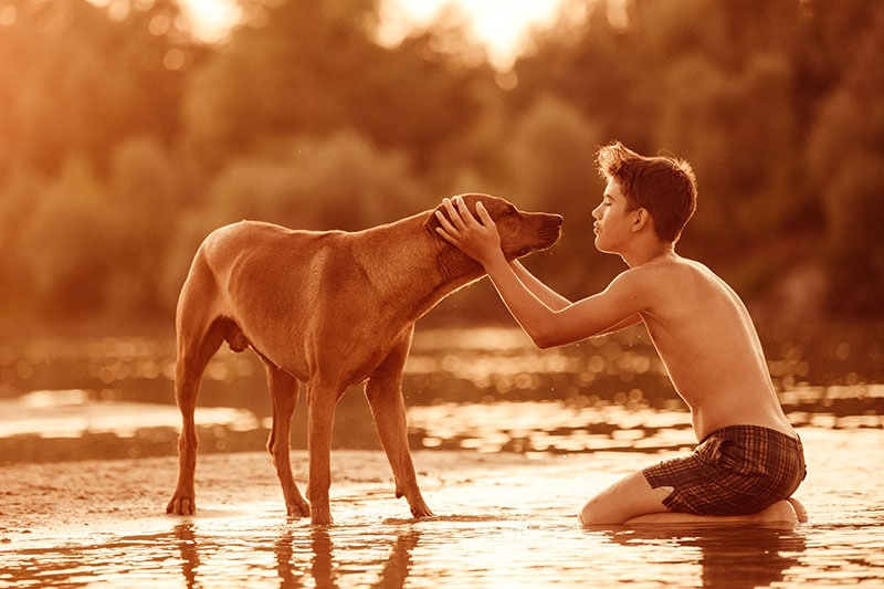 boy playing with rhodesian ridgeback dog at the beach