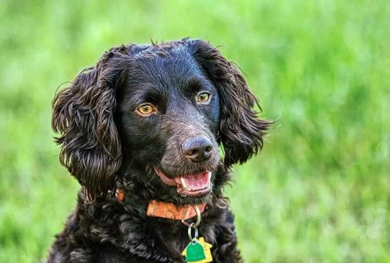 Boykin Spaniel Day 2026: When & What Is It?