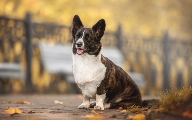 13 Vet-Verified Fun & Cool Facts About Corgis You’ll Love to Learn