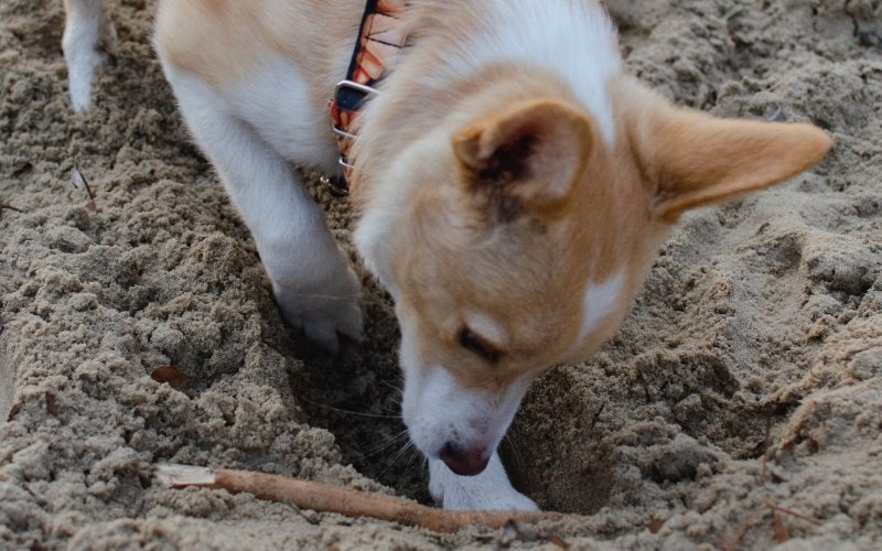 Why Do Dogs Bury Things? Vet-Verified Behavior Explained