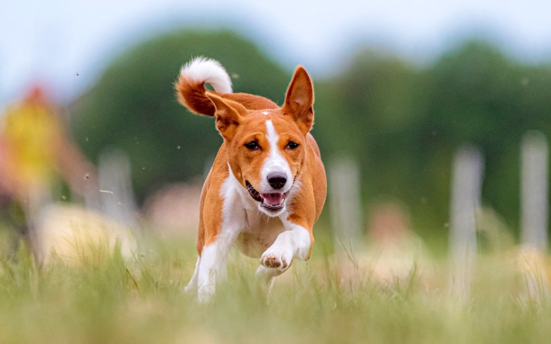 3 Great Off-Leash Dog Parks in Portland, Maine (2026 Update)