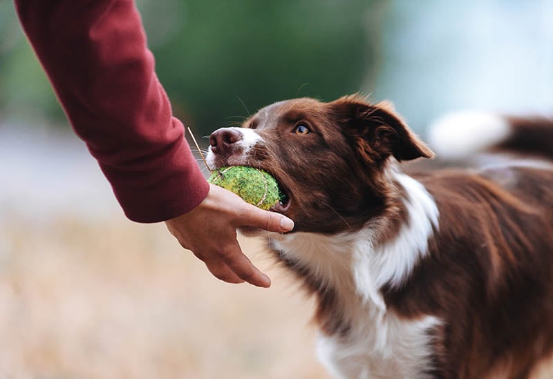 How Smart Are Border Collies? Vet-Verified Facts & FAQ