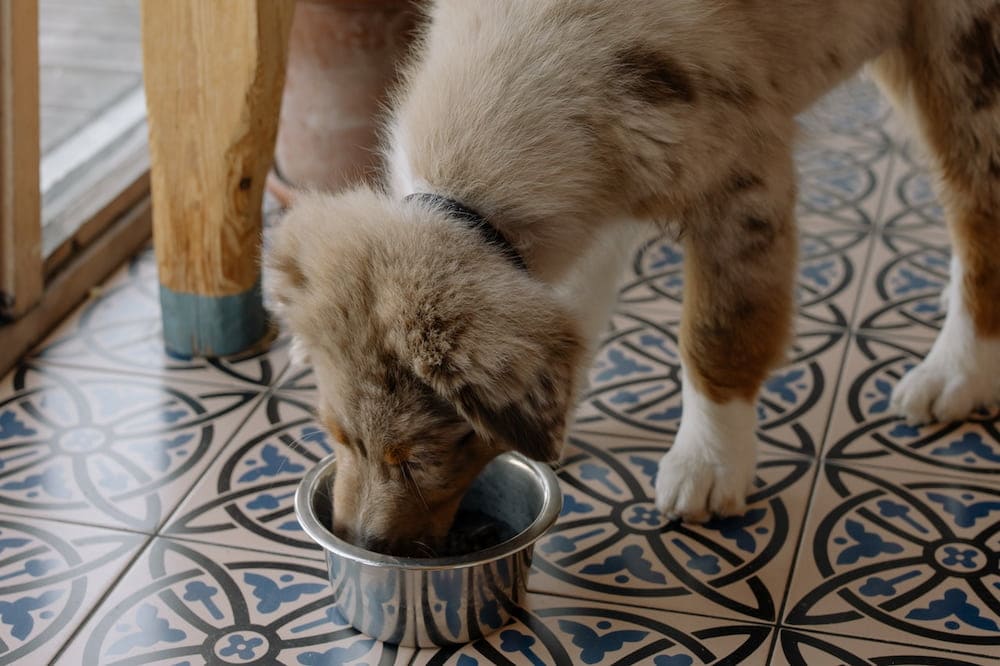 Where Is Taste of the Wild Dog Food Made? Manufacturing Locations