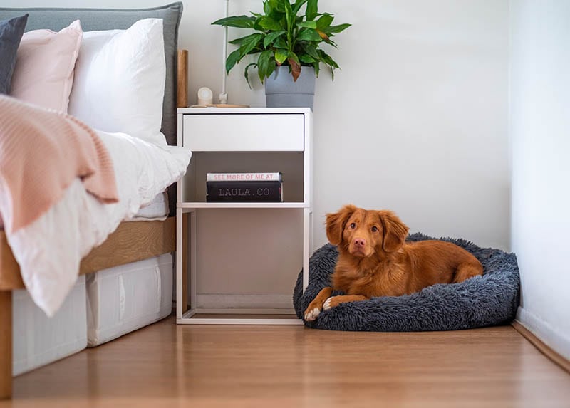 How Long Can You Leave a Dog Alone at Home? (Vet-Verified Facts & FAQ)