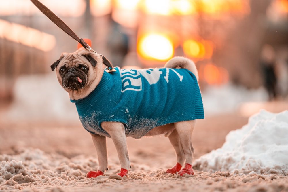 Should Dogs Wear Dog Boots While Hiking? Why or Why Not?