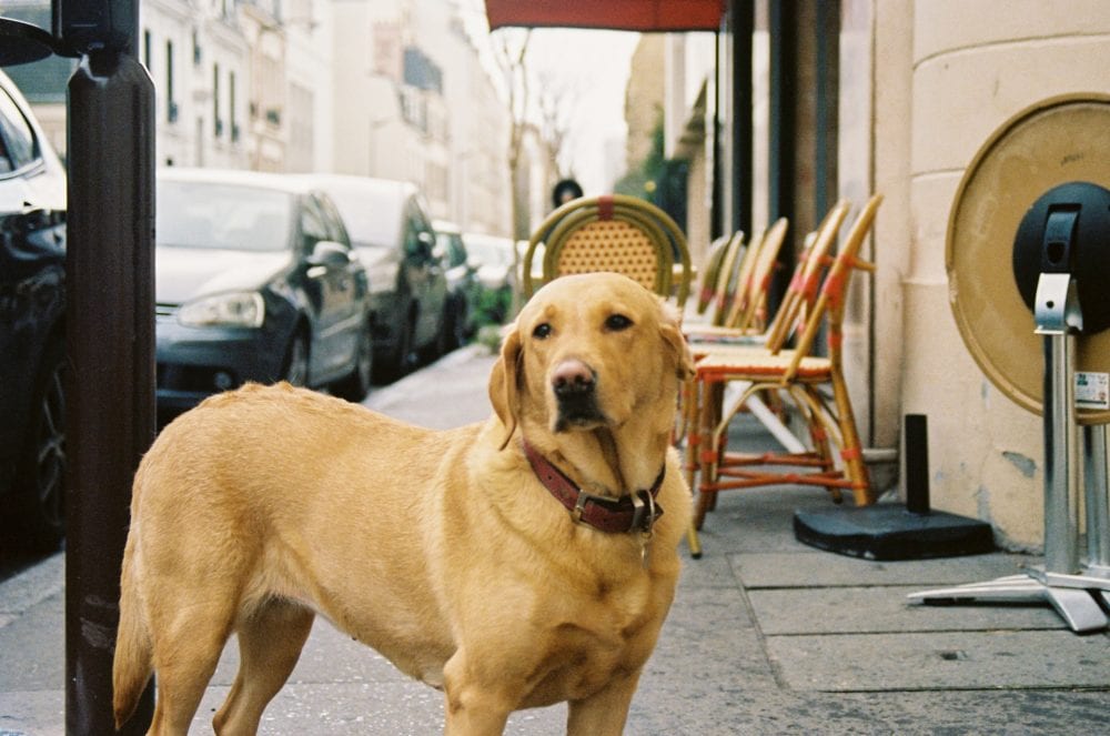 Top 15 Most Popular Dogs in France in 2026 (With Pictures)