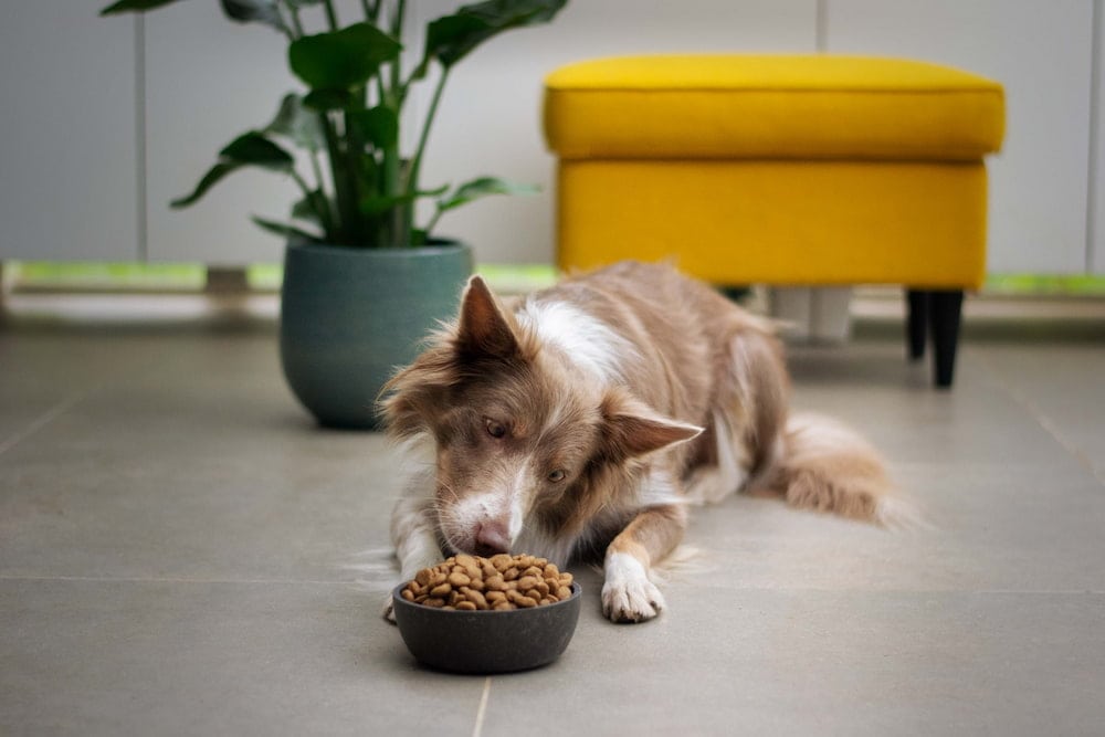 11 Best Dog Foods Made in the USA in 2026 - Reviews & Top Picks