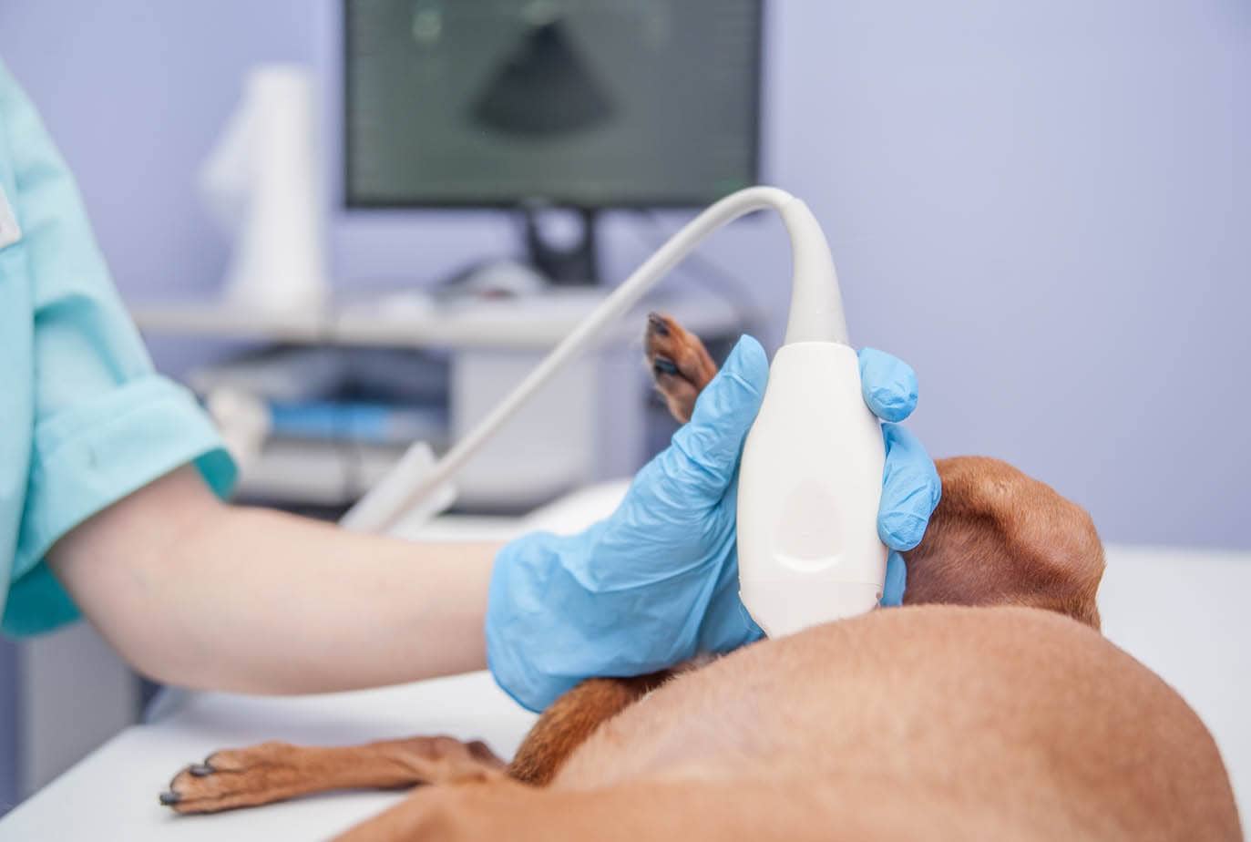 False Dog Pregnancy: Signs, Causes & Care (Vet Answer)