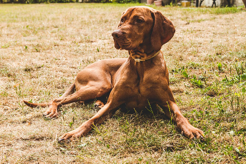 How Many Chromosomes Do Dogs Have & What They Mean: Vet Reviewed Facts