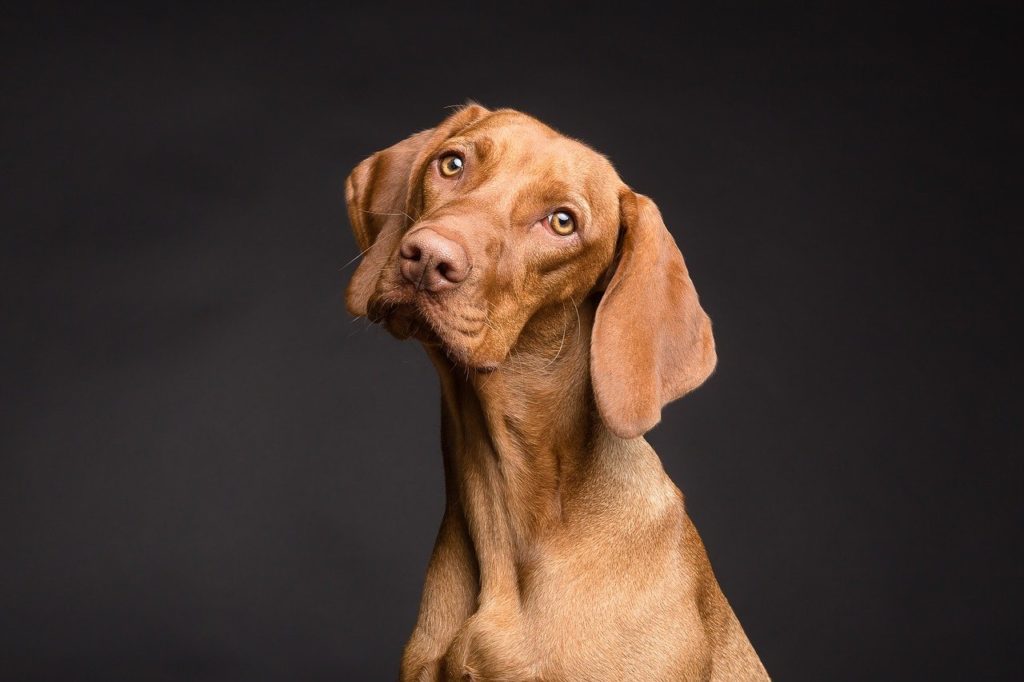 Vizsla Lifespan: How Long Do They Live? Average Lifespan, Vet-Reviewed Data & Care Guide