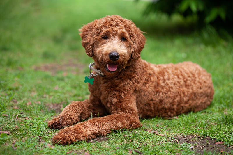 When to Spay or Neuter a Labradoodle: Vet-Reviewed Benefits & Drawbacks