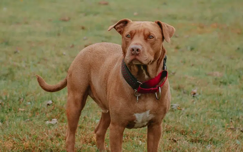 Can a Pitbull Be a Service Dog? Facts & FAQ