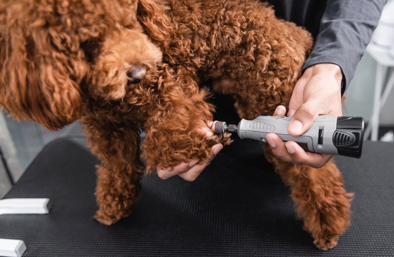 brown poodle having its claws clipped with a nail grinder