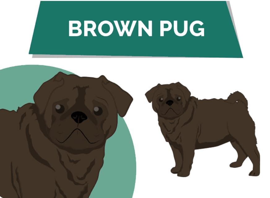 Brown Chocolate Pug: Info, Pictures, Facts & History