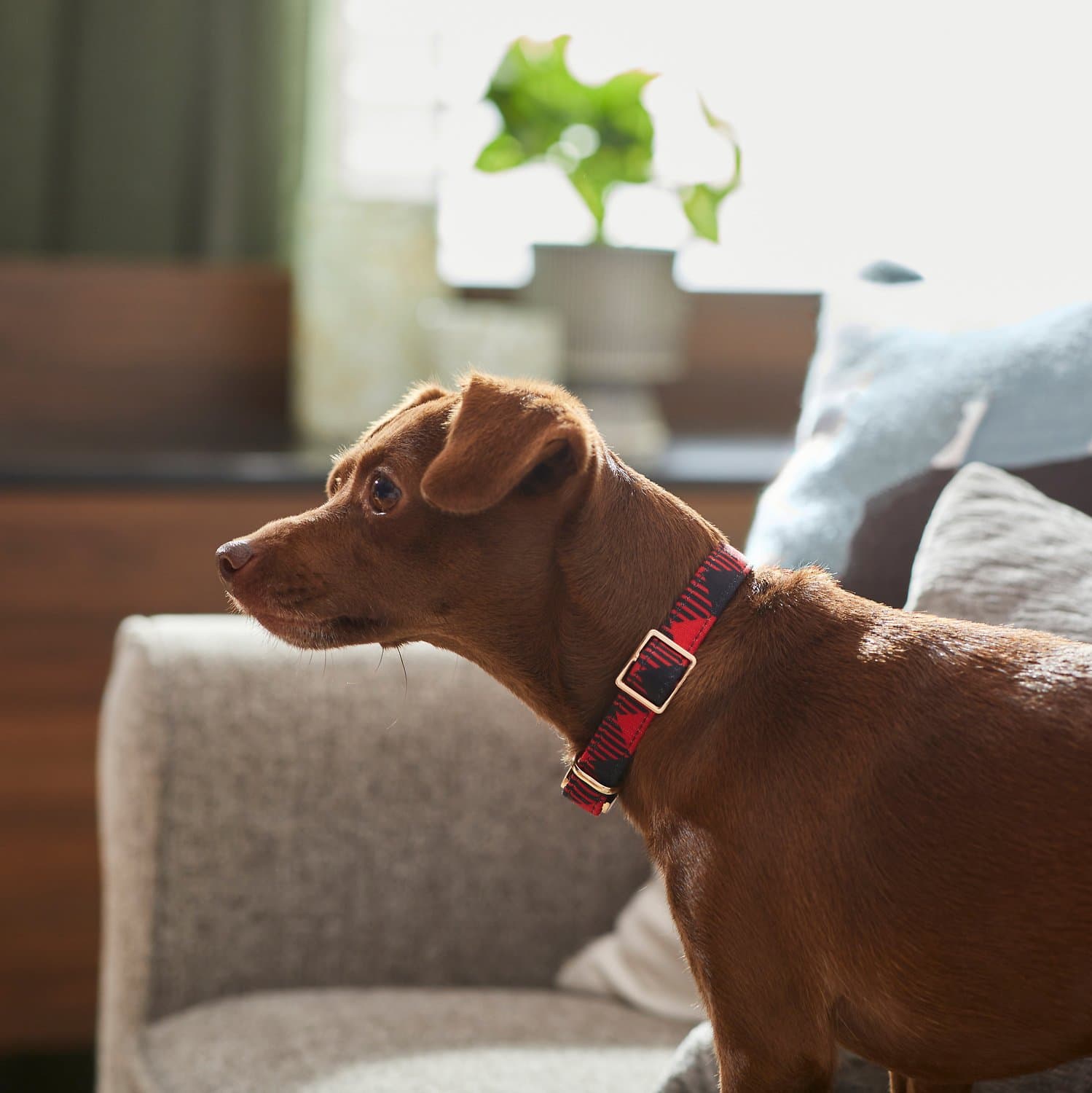 10 Best Collars for Puppies 2026 - Reviews & Top Picks