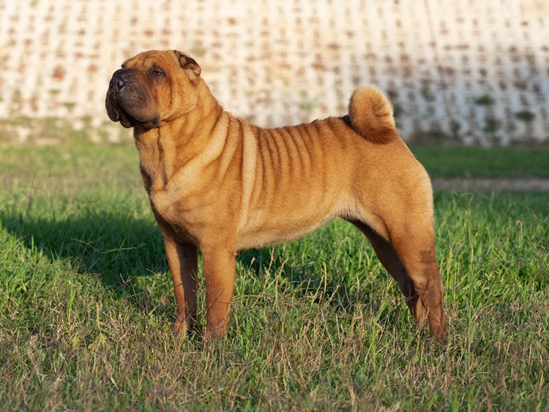 Shar-Pei Colors: 20 Coat Colors Explained (With Pictures)