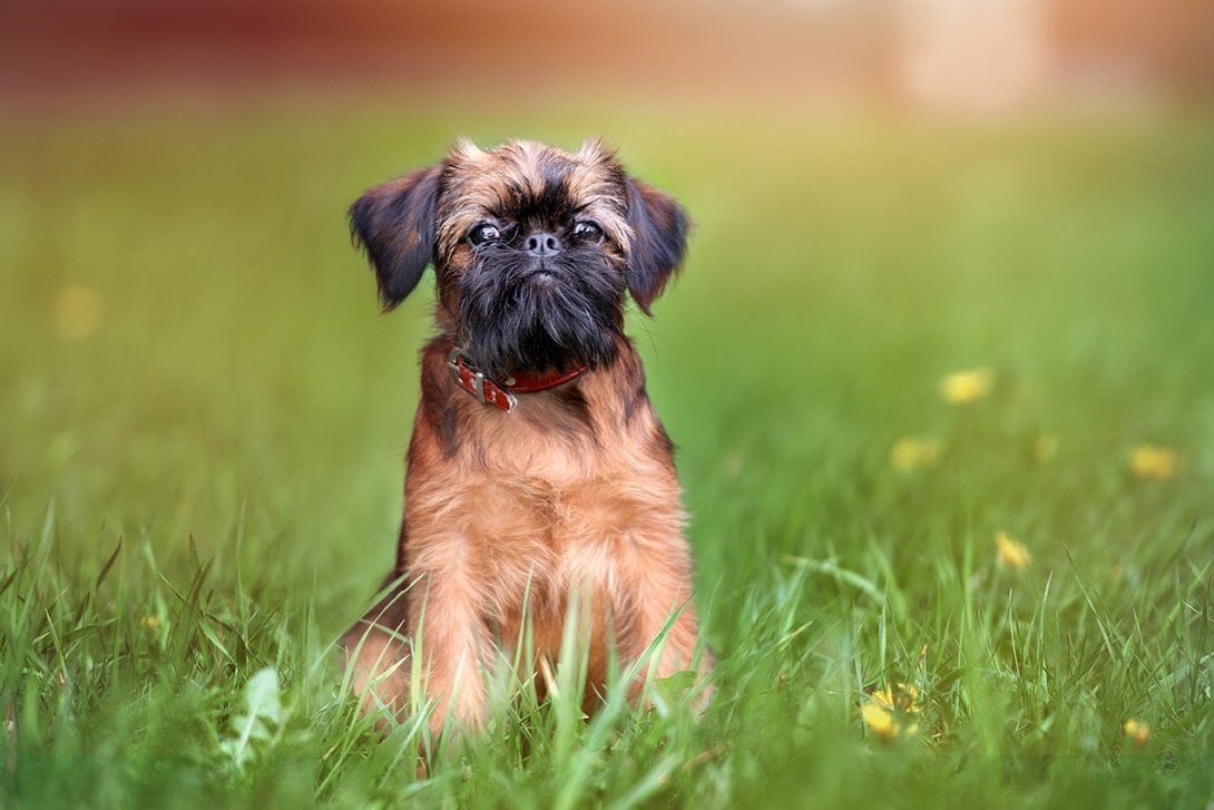 brussels-griffon
