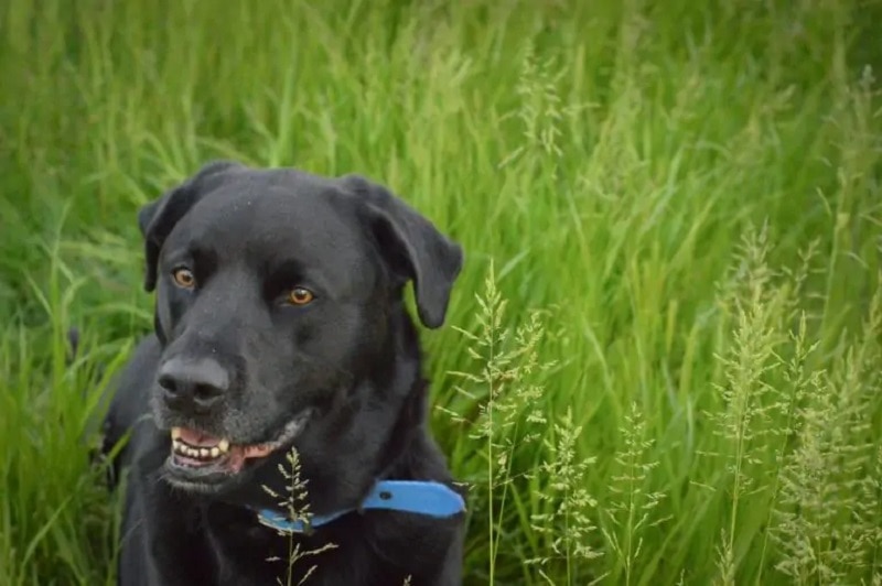 Bullador (Labrador Retriever & English Bulldog Mix): Info, Pictures & Care