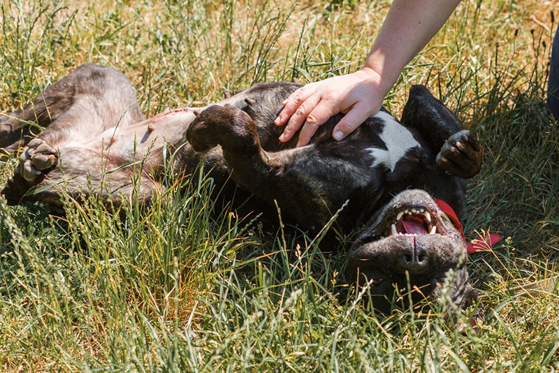 bulldog rolling around on the grass while being tickled by owner