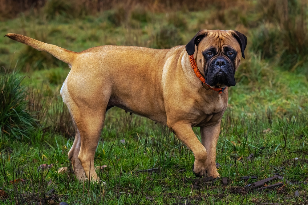 bullmastiff dog standing on the grass outdoors