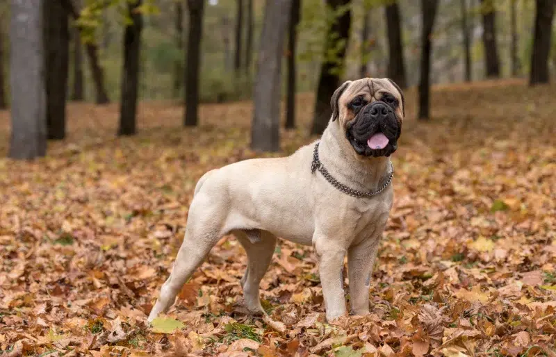 How Long Do Bullmastiffs Live? Vet Reviewed Average Lifespan, Data & Care Guide