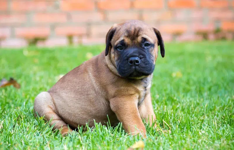 How to Train a Mastiff: 9 Vet-Verified Tips