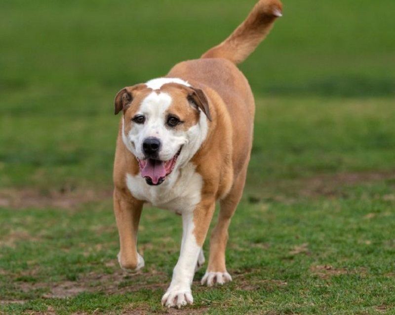 Bully Basset (Basset Hound & Bulldog Mix): Info, Pictures, Care & More