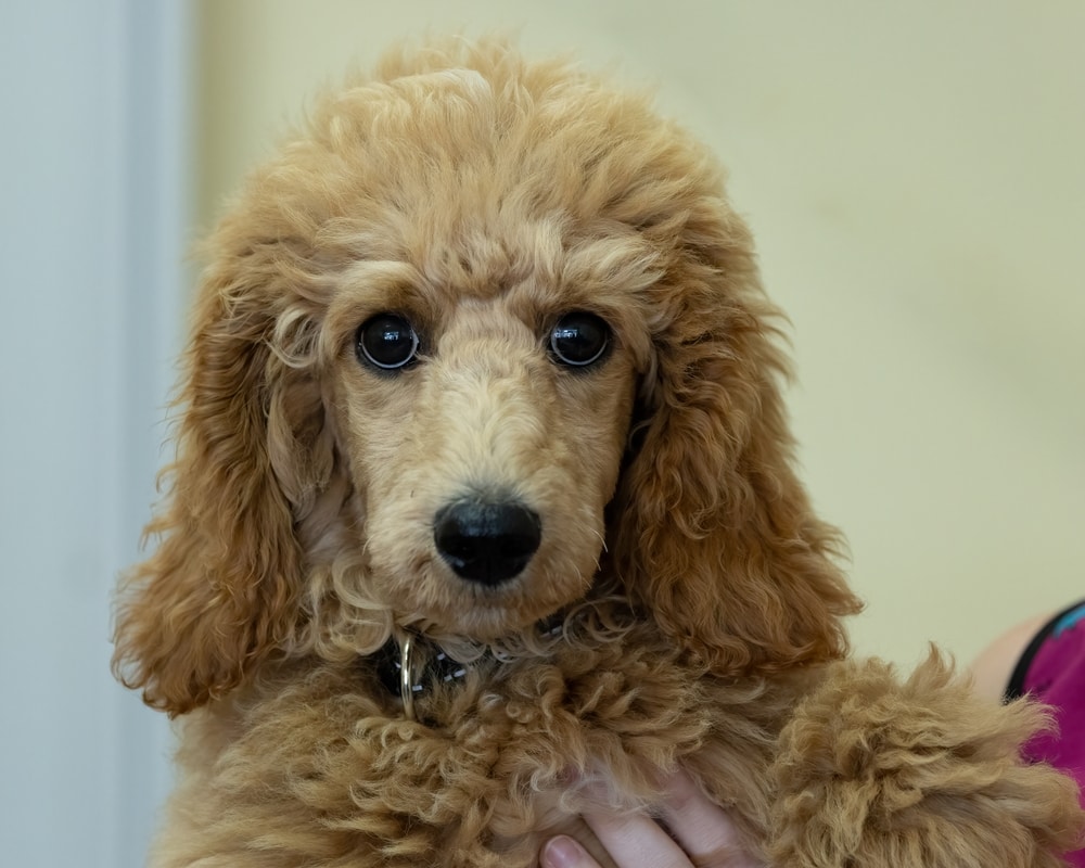 Café Au Lait Poodle: Info, Pictures, Origin & History