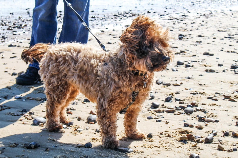 Cairnoodle (Cairn Terrier & Poodle Mix): Info, Pictures, Care & More