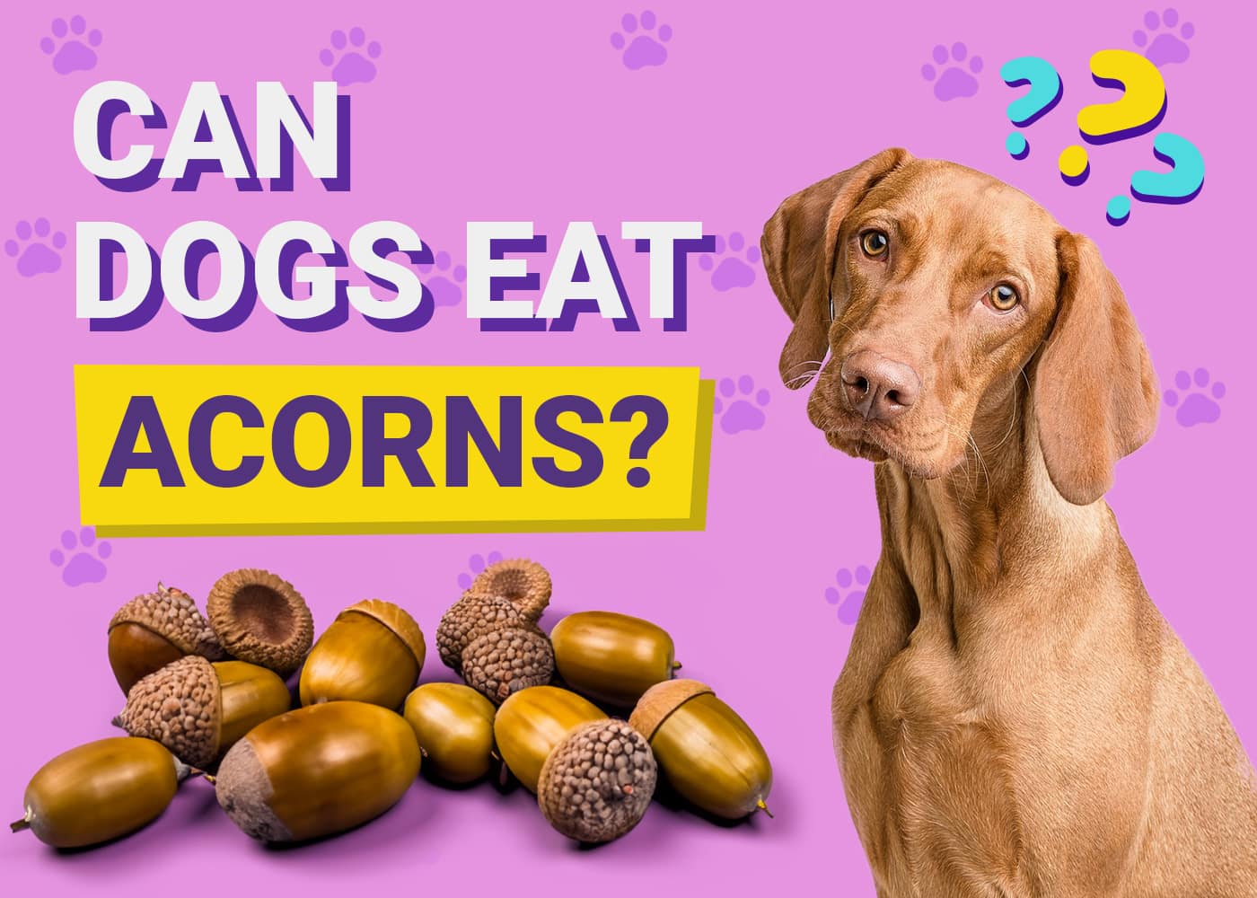 Can Dogs Eat Acorns? Vet-Verified Facts & Safety Guide