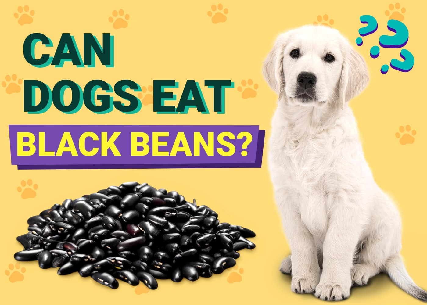 Can Dogs Eat Black Beans? Vet-Verified Facts, Pros & Cons