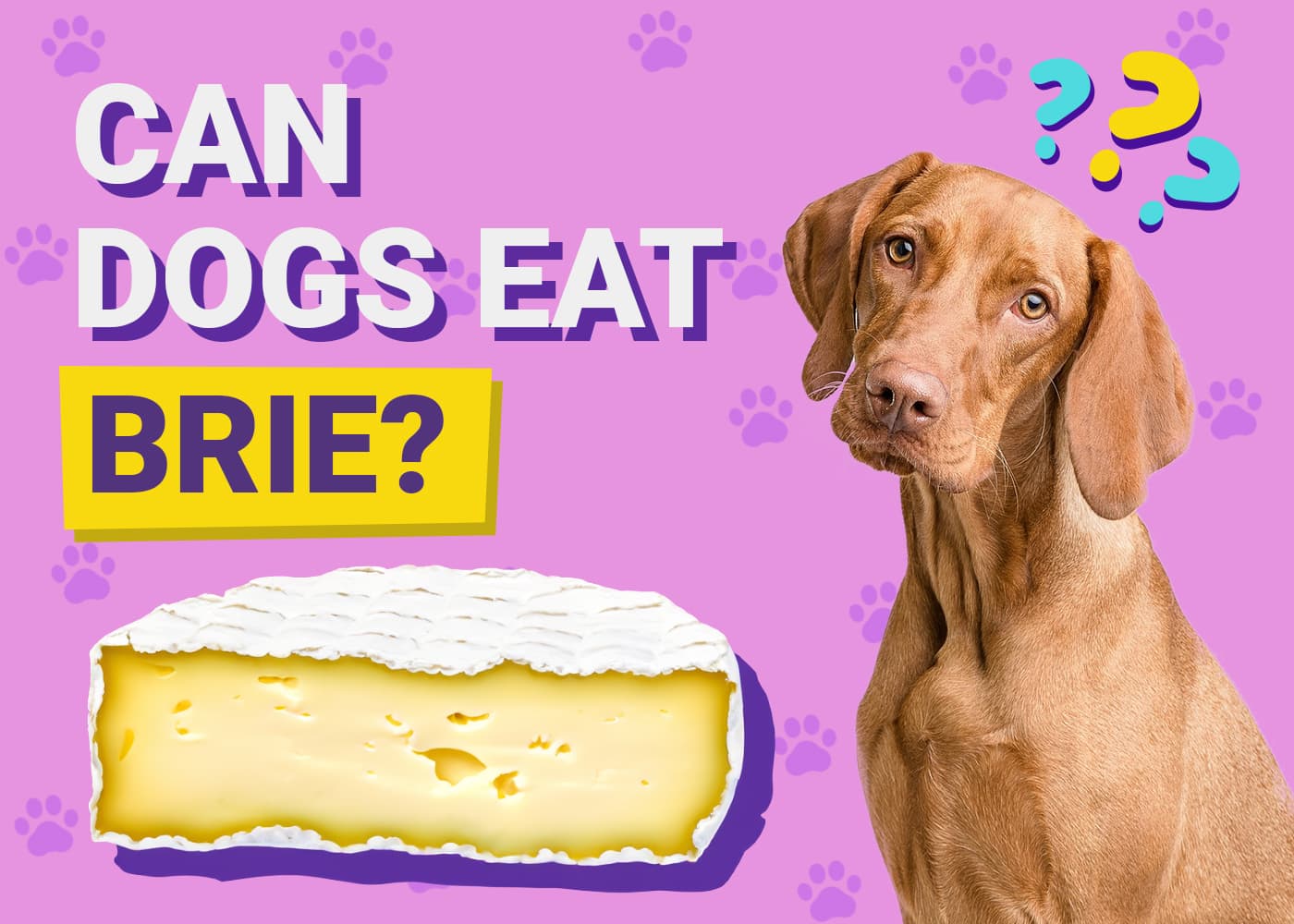 Can Dogs Eat Brie? Vet-Reviewed Facts & FAQ