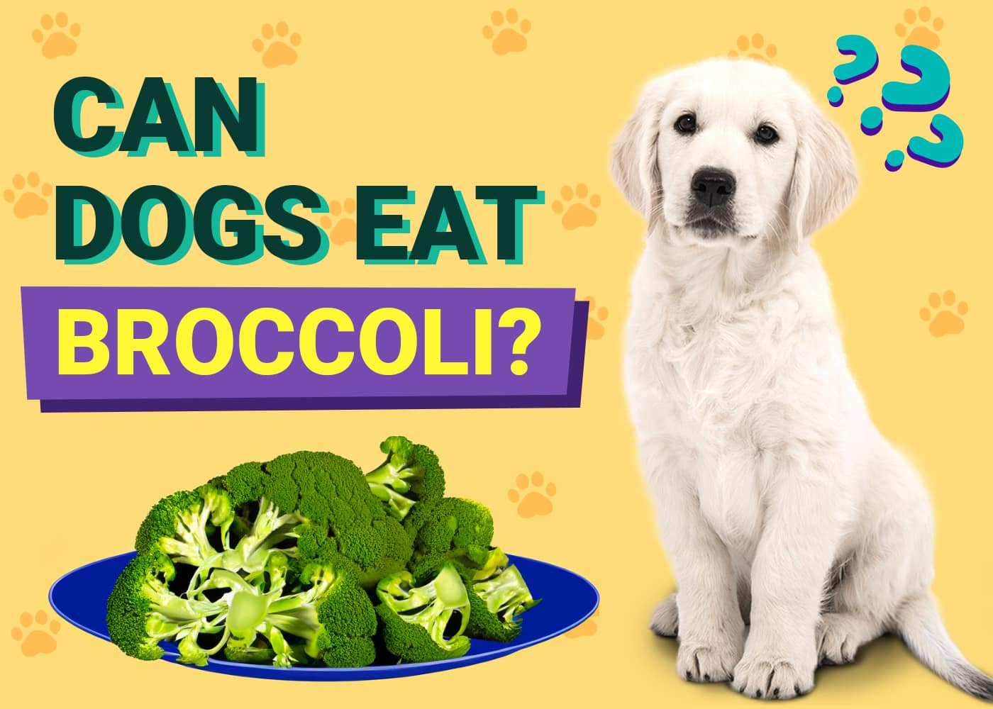 Can Dogs Eat Broccoli? Vet-Reviewed Facts & FAQ
