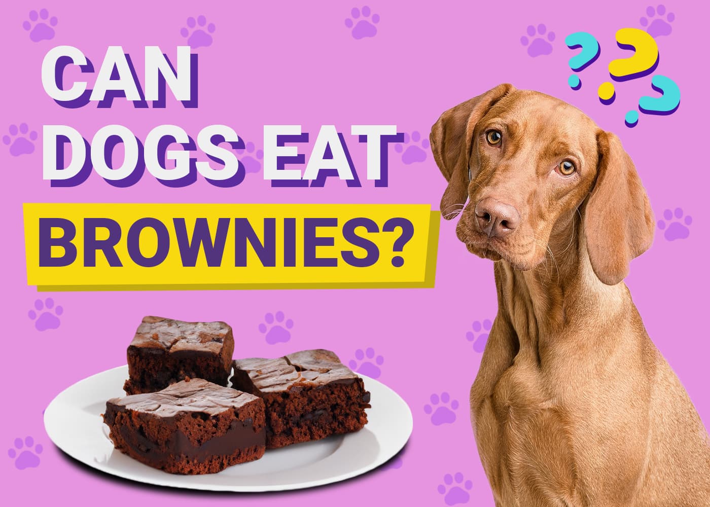 Can Dogs Eat Brownies? Vet-Approved Facts, Risks & FAQ