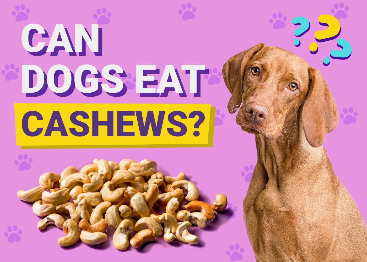 Can Dogs Eat Cashews? Vet-Approved Nutrition Facts