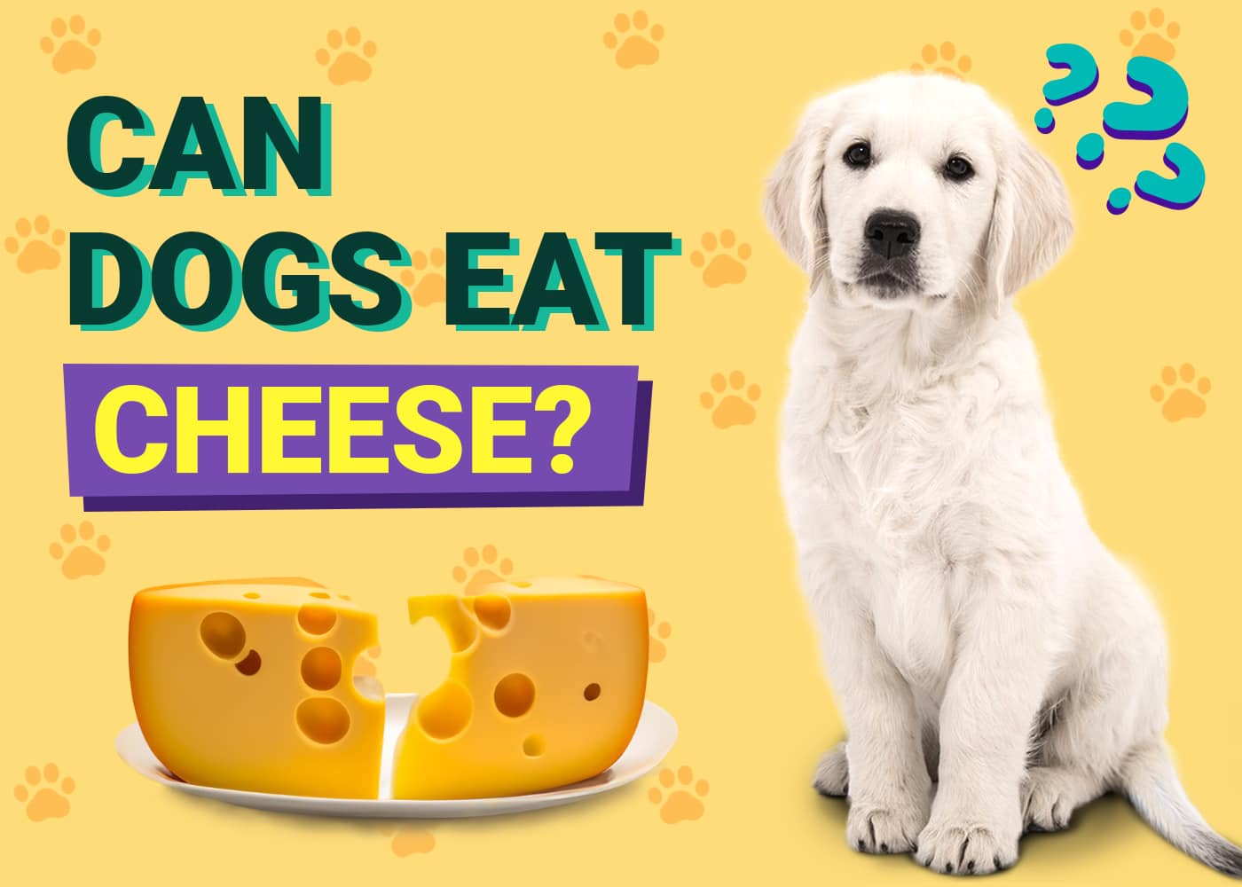 Can Dogs Eat Cheese? Vet-Reviewed Nutrition Facts & Safety Guide