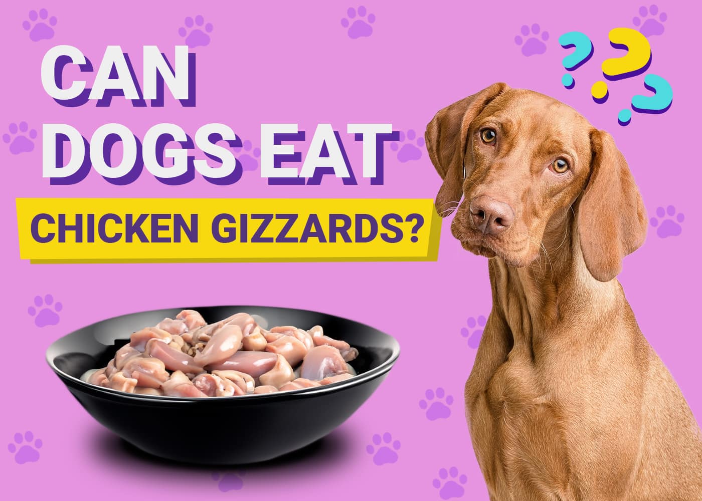 Can Dogs Eat Chicken Gizzards? Vet-Verified Facts & FAQ