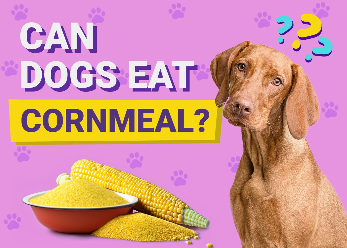 Can Dogs Eat Cornmeal? Vet-Verified Facts