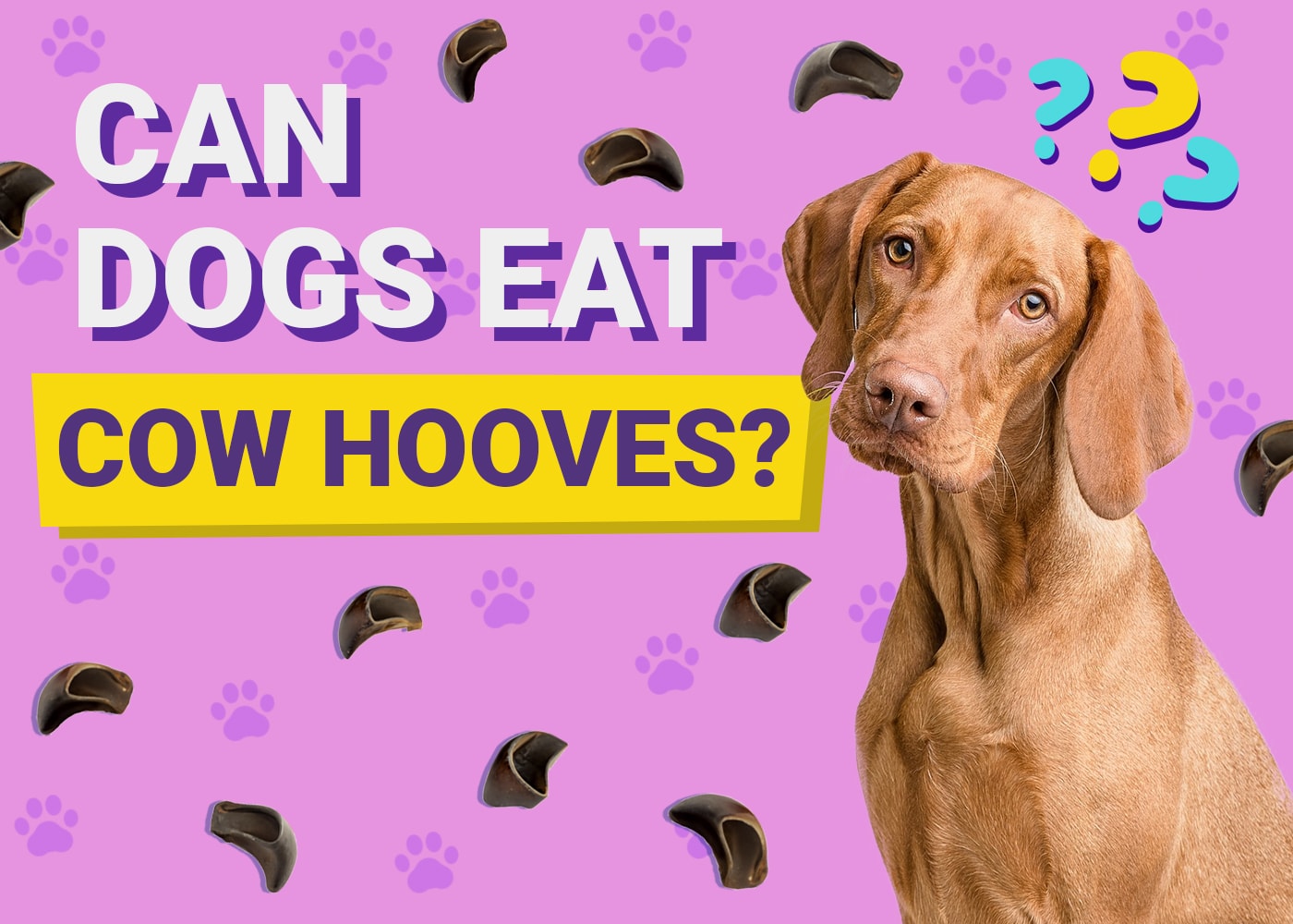 Can Dogs Eat Cow Hooves? Vet-Approved Facts, Risks & Alternatives