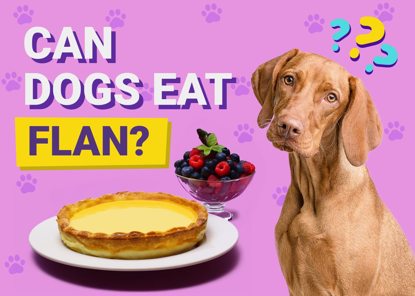 Can Dogs Eat Flan? Vet-Reviewed Potential Risks & Safety Guide